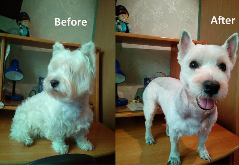 Dog Clipper Dog Hair Clippers Grooming (Pet/Cat/Dog/Rabbit) haircut Trimmer Shaver Set Pets cordless Rechargeable Professional