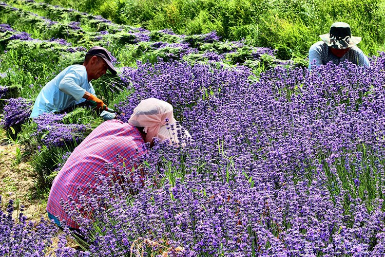 Natural Rose flowers Jasmine Lavender Bud Dried Flower Sachet bag Aromatherapy wardrobe desiccant sachet car room Air Refreshing